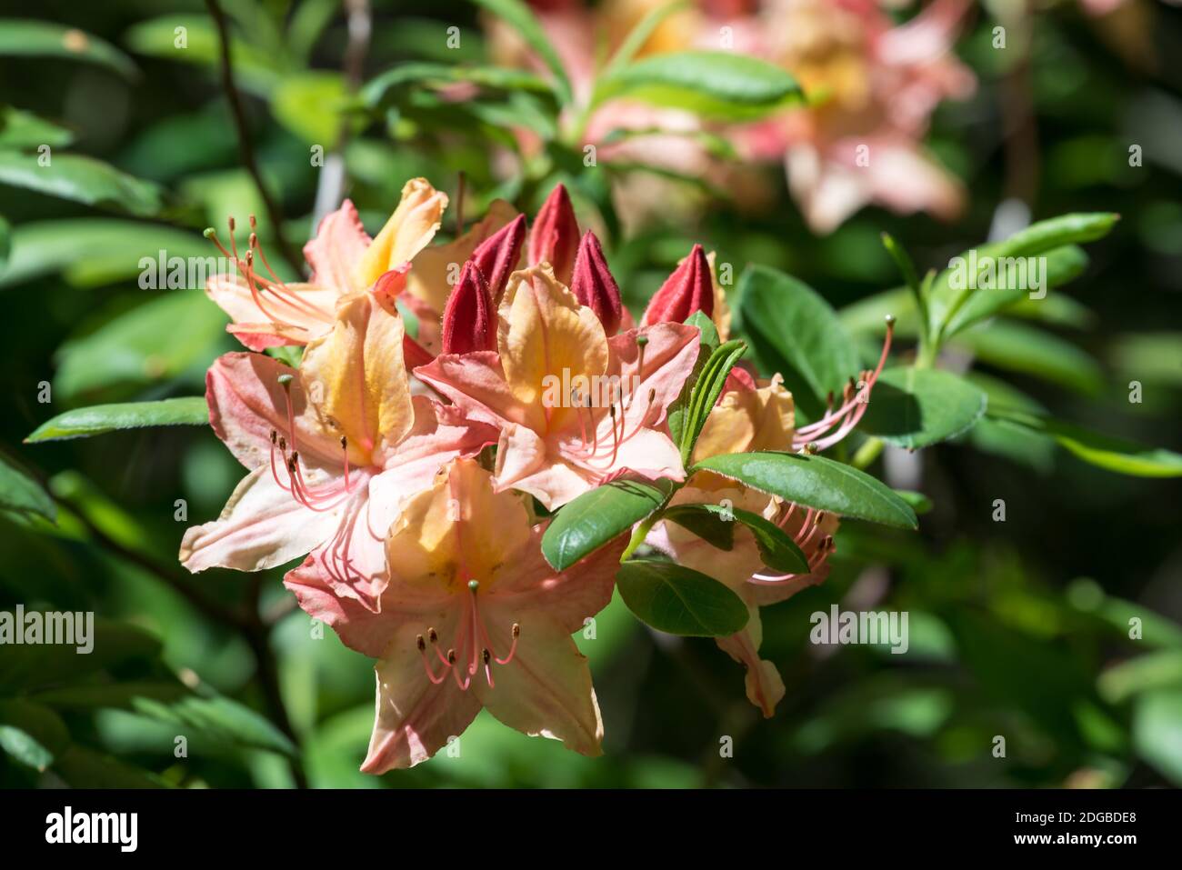 Rododendro Foto Stock