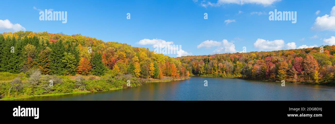 Alberi in una foresta sul lago, Cattaraugus County, New York state, Stati Uniti Foto Stock