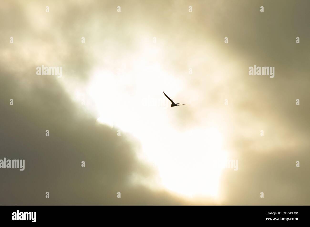 Silhouette di una terna comune (Sterna hirundo) che vola al tramonto contro il sole dorato e le nuvole (Ses Salines Natural Park, Formentera, Pityuses, Spagna) Foto Stock