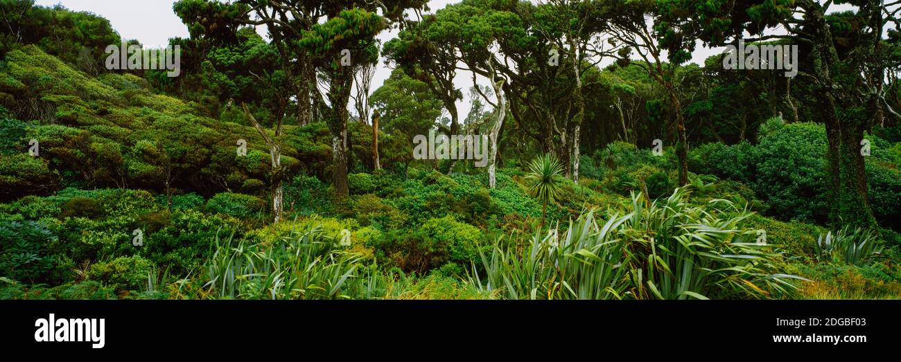 Alberi in una foresta pluviale, West Coast, South Island, Nuova Zelanda Foto Stock