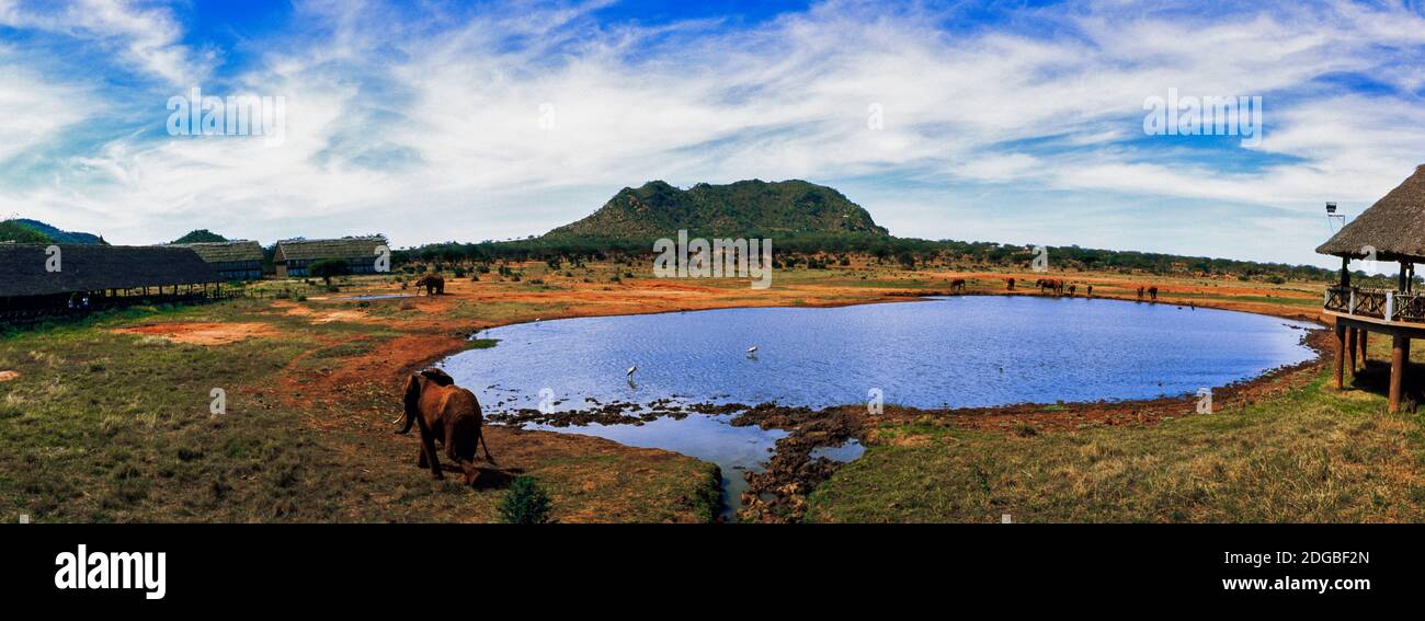 Elefante vicino ad un laghetto nel Parco Nazionale Orientale di Tsavo, Kenya Foto Stock