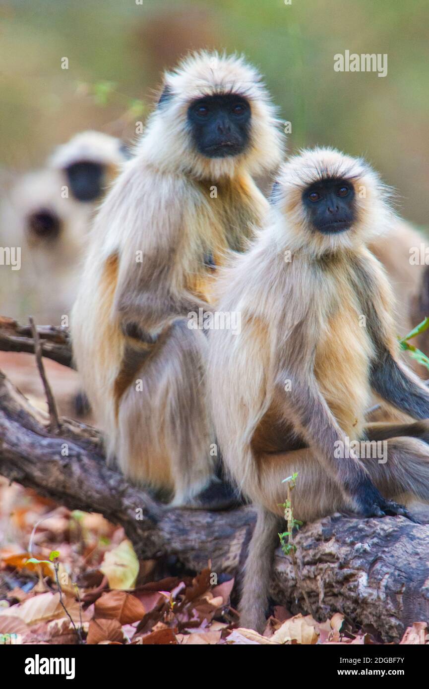 Scimmie di langur grigio, Parco Nazionale di Kanha, Madhya Pradesh, India Foto Stock