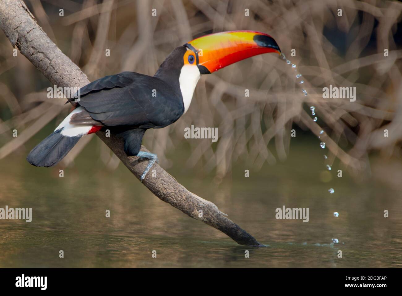 Toco toucan (Ramphastos toco) acqua potabile, Pantanal Wetlands, Brasile Foto Stock