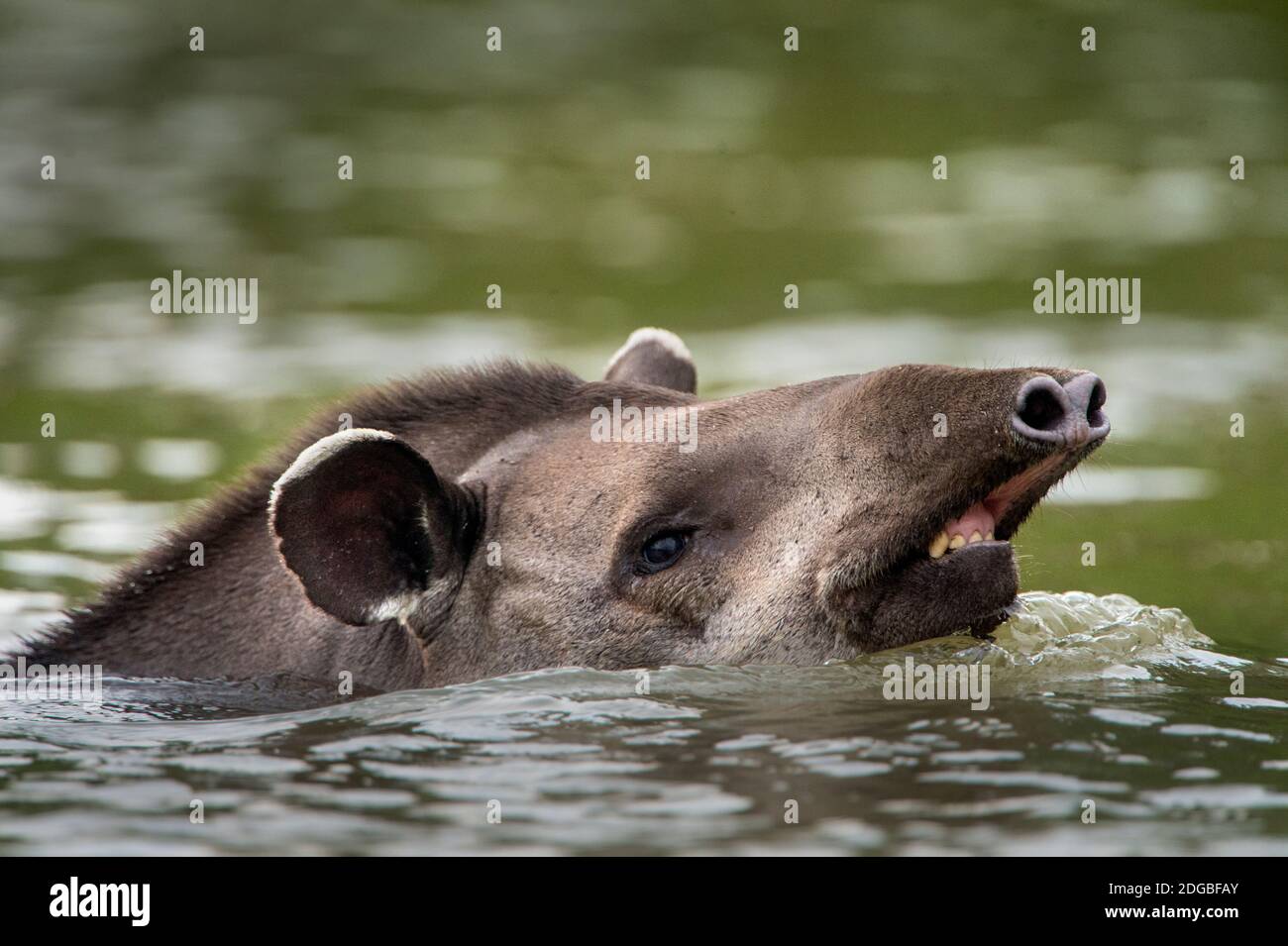 Tapiro brasiliano (Tapirus terrestris) nuoto, Pantanal Wetlands, Brasile Foto Stock