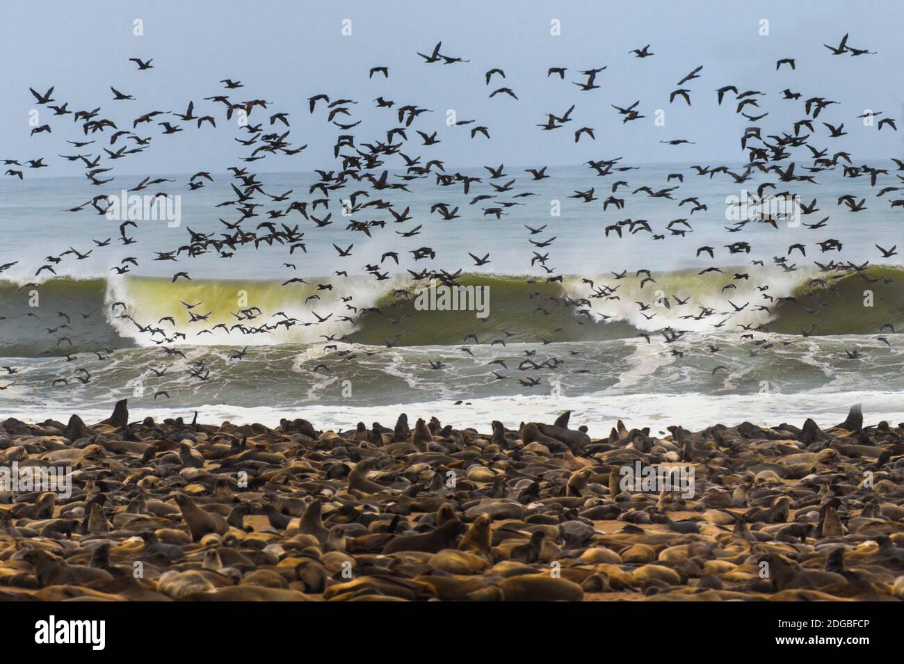 Capo foche (Arctocephalus pusillus) colonia con gregge di uccelli, Capo Croce, Namibia Foto Stock