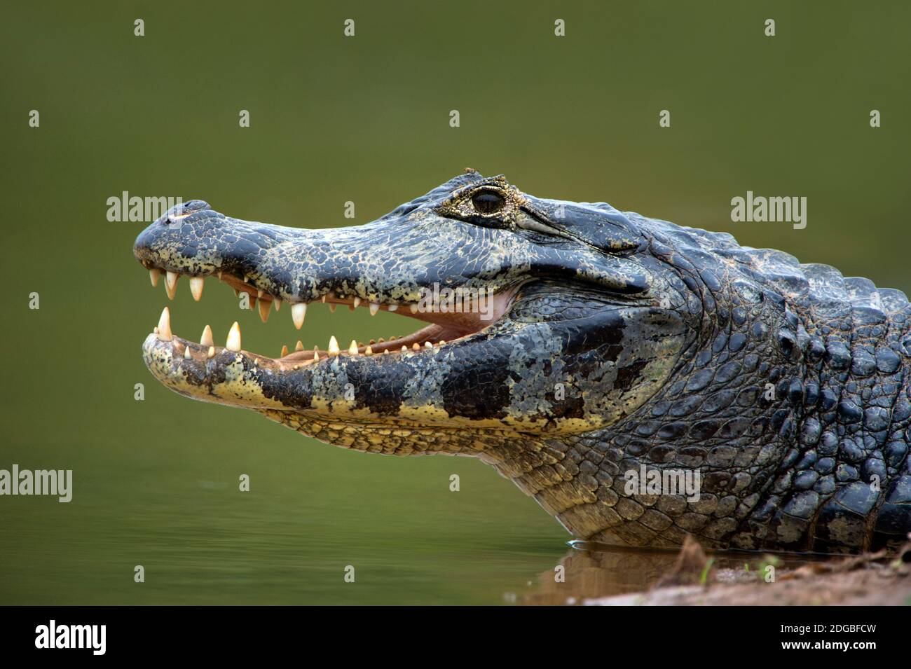 Pantanal caiman, Pantanal Wetlands, Brasile Foto Stock