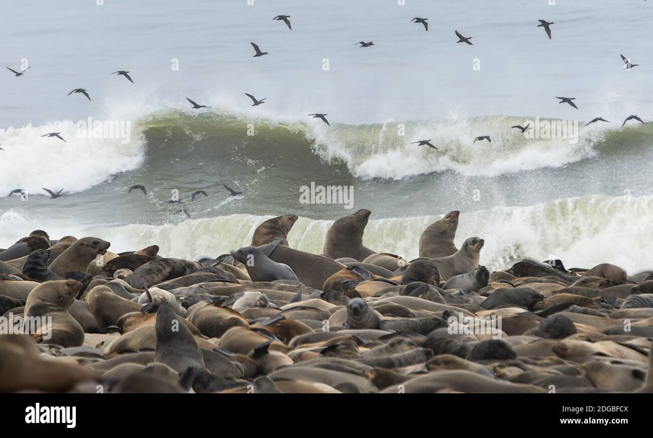 Capo foche (Arctocephalus pusillus) colonia con gregge di uccelli, Capo Croce, Namibia Foto Stock