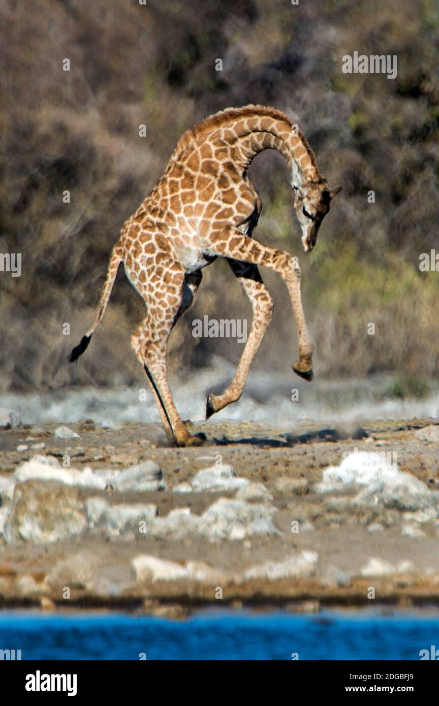 Giraffe (Giraffa camelopardalis), il Parco Nazionale di Etosha, Namibia Foto Stock