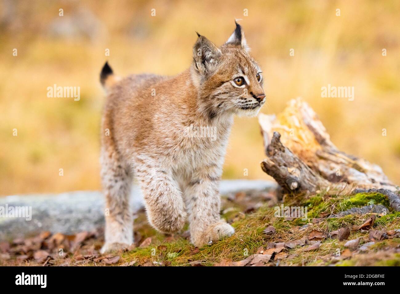 Primo piano di un bellissimo cucciolo di lince eurasiatica che cammina nel foresta Foto Stock