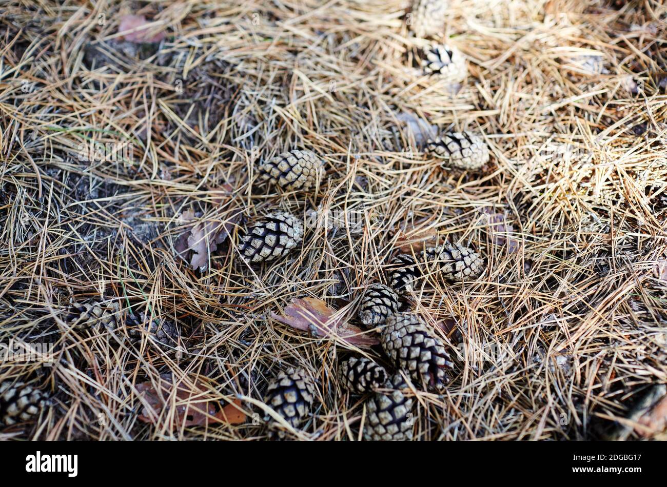 Aghi di pino a terra, vista dall'alto. Primo piano di aghi e coni a sottobosco Foto Stock
