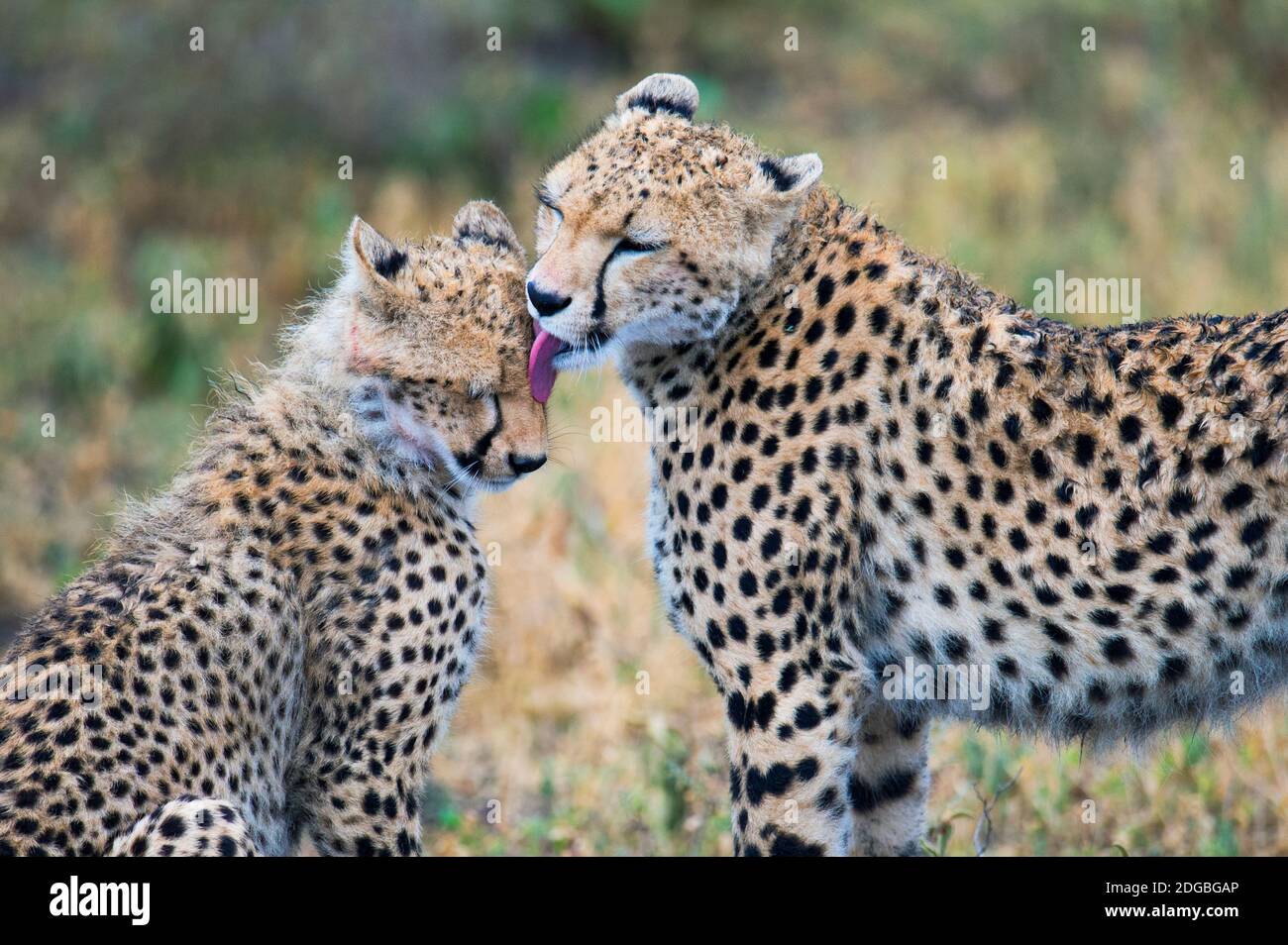Cheetahs (Achinonyx jubatus), Ndutu, Ngorongoro Conservation Area, Tanzania Foto Stock