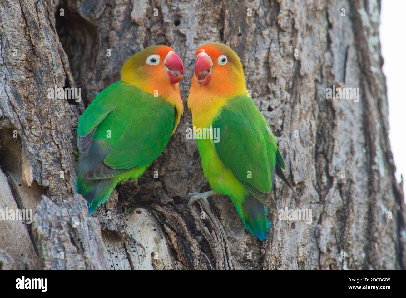 Il colibrì di Fischer (Agapornis fischeri), Ndutu, Area di conservazione di Ngorongoro, Tanzania Foto Stock