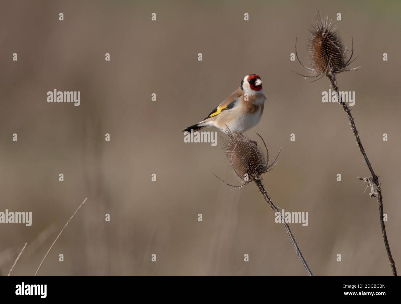 Goldfinch che perching sulla teasel Foto Stock