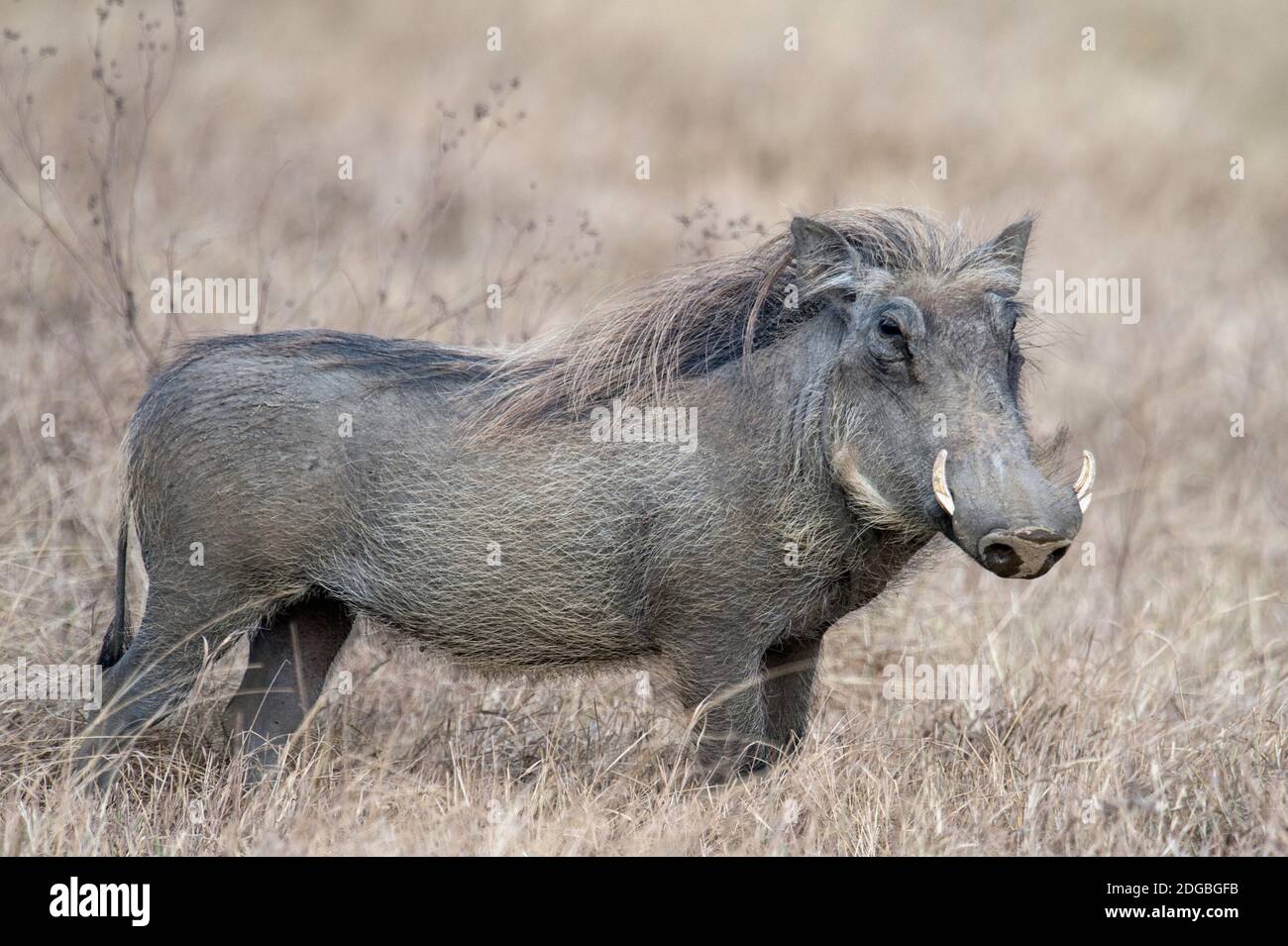 Warthog (Phacochoerus africanus), Parco Nazionale di Tarangire, Tanzania Foto Stock