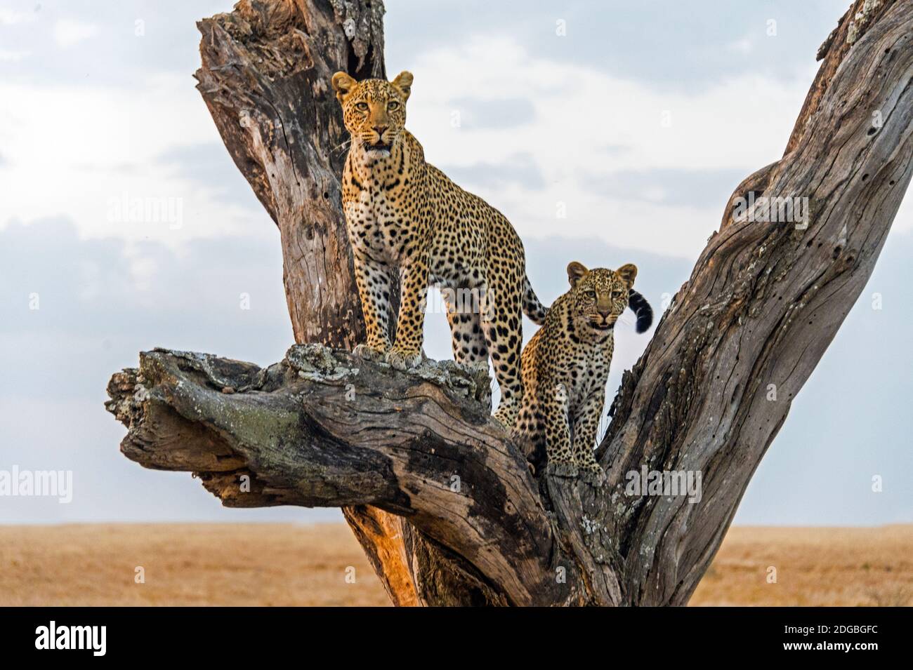 Leopardo (Panthera pardus) famiglia su albero, Parco Nazionale Serengeti, Tanzania Foto Stock