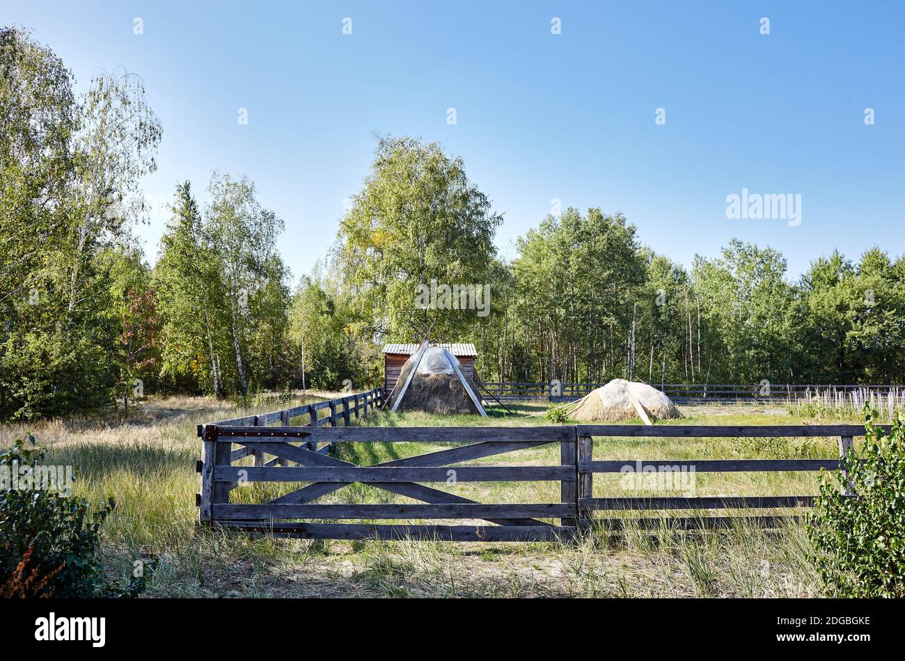 Antico cortale di legno contro un cielo blu in una giornata di sole. Paddock in erba su terreni agricoli con recinzione in legno. Vista rurale prato e recintato luogo per le vacche a piedi Foto Stock