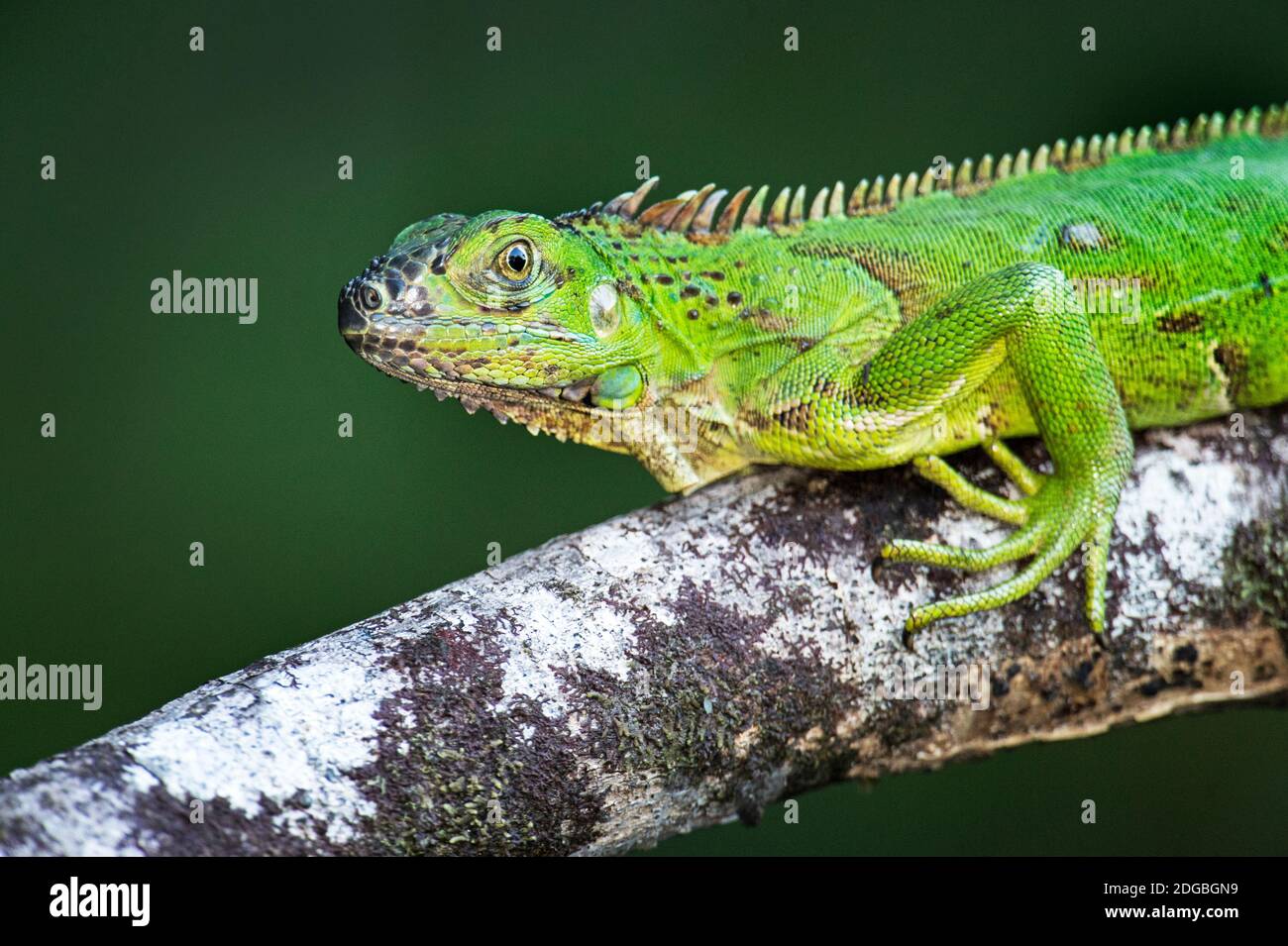 Green Iguana (Iguana Iguana), fiume Tarcoles, Costa Rica Foto Stock