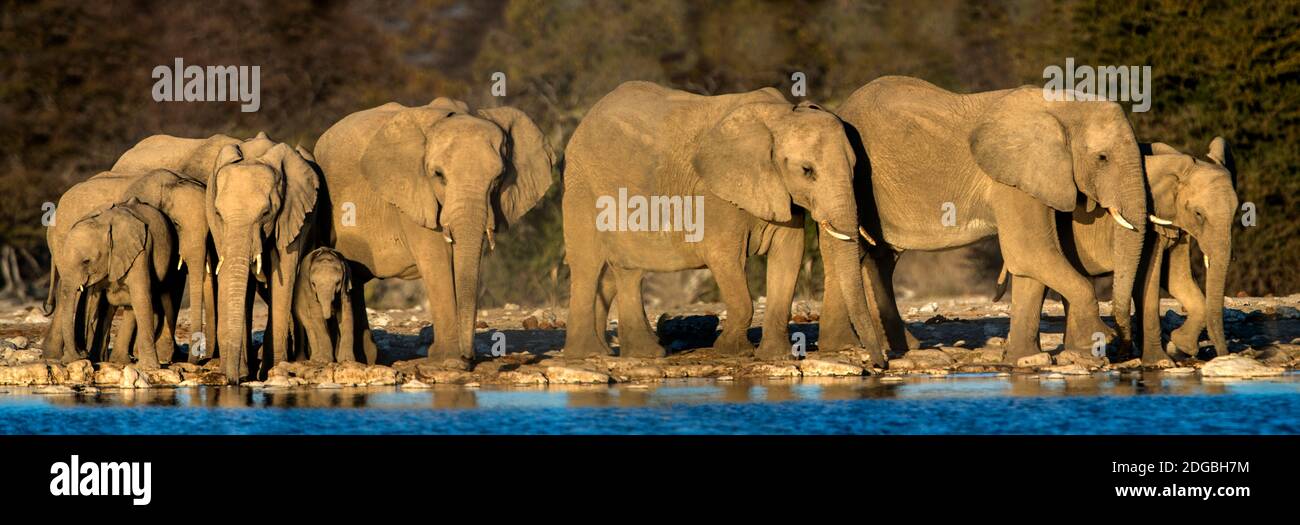 Elefanti africani (Loxodonta africana) al foro di irrigazione, Etosha National Park, Namibia Foto Stock