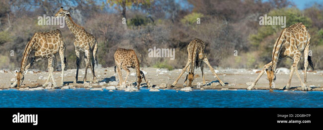 Giraffe (Giraffa camelopardalis) presso la sorgente, Etosha National Park, Namibia Foto Stock