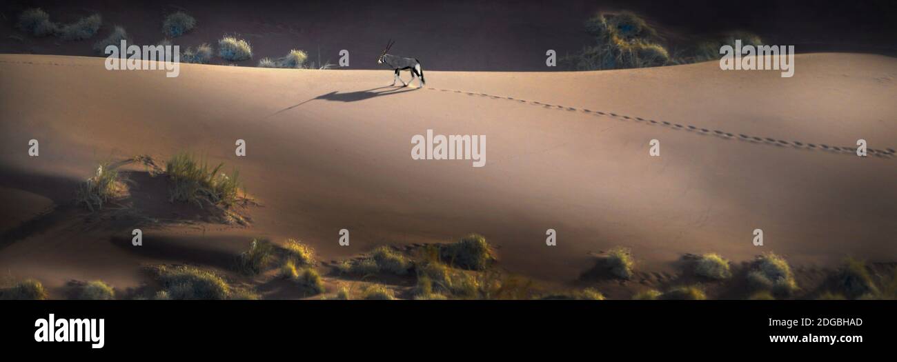 Gemsbok (Oryx gazella) sulle dune rosse, Sossusvlei, deserto del Namib, Parco Nazionale Namib-Naukluft, Namibia Foto Stock