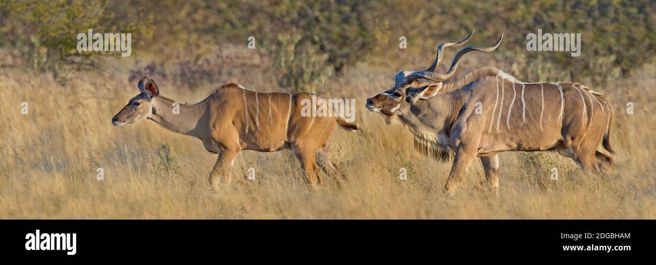 Comportamento di accoppiamento del kudu maggiore maschile e femminile (Tragelaphus strepsiceros), Etosha National Park, Namibia Foto Stock