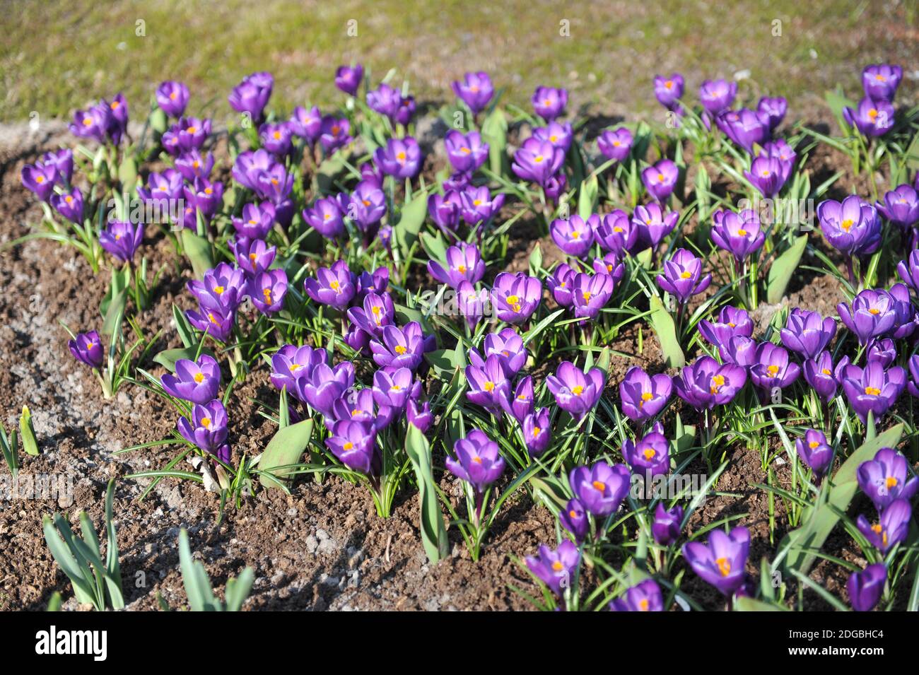 Viola scuro Crocus vernus Flower Record fiori in un giardino Nel mese di marzo Foto Stock