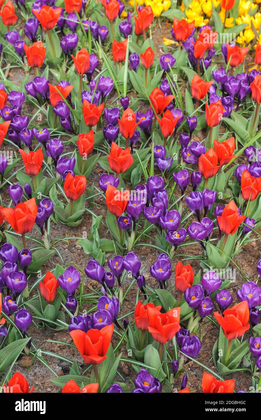Tulipani rossi e viola scuro Crocus vernus Flower Record fioritura In un giardino nel mese di marzo Foto Stock