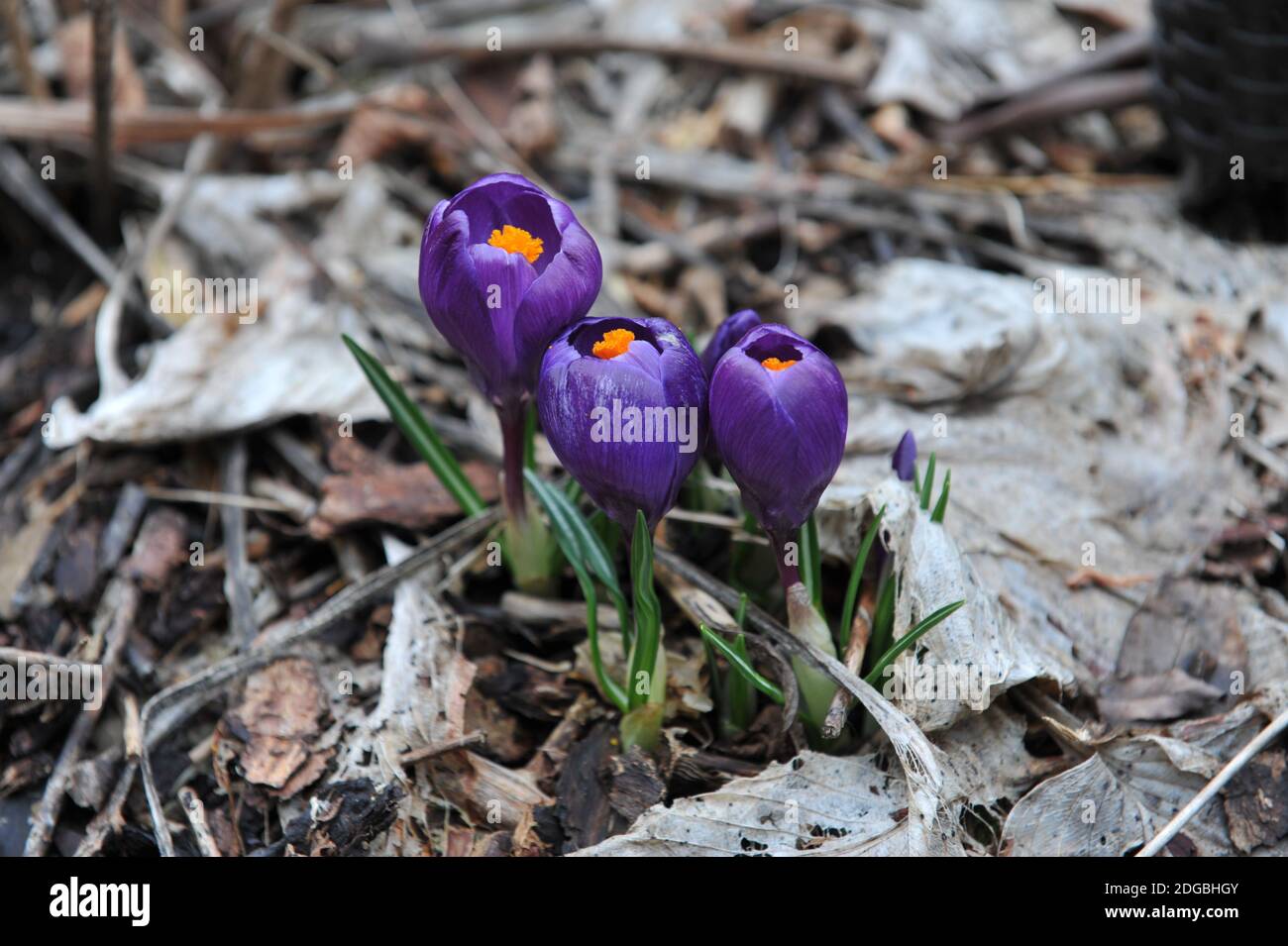 Viola scuro Crocus vernus Flower Record fiori in un giardino Nel mese di marzo Foto Stock