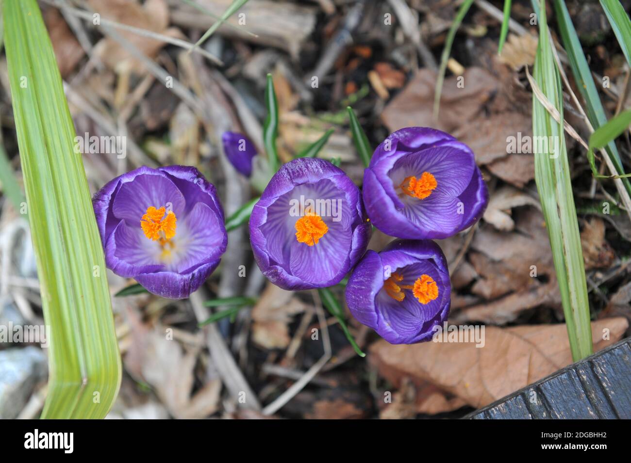 Viola scuro Crocus vernus Flower Record fiori in un giardino Nel mese di marzo Foto Stock