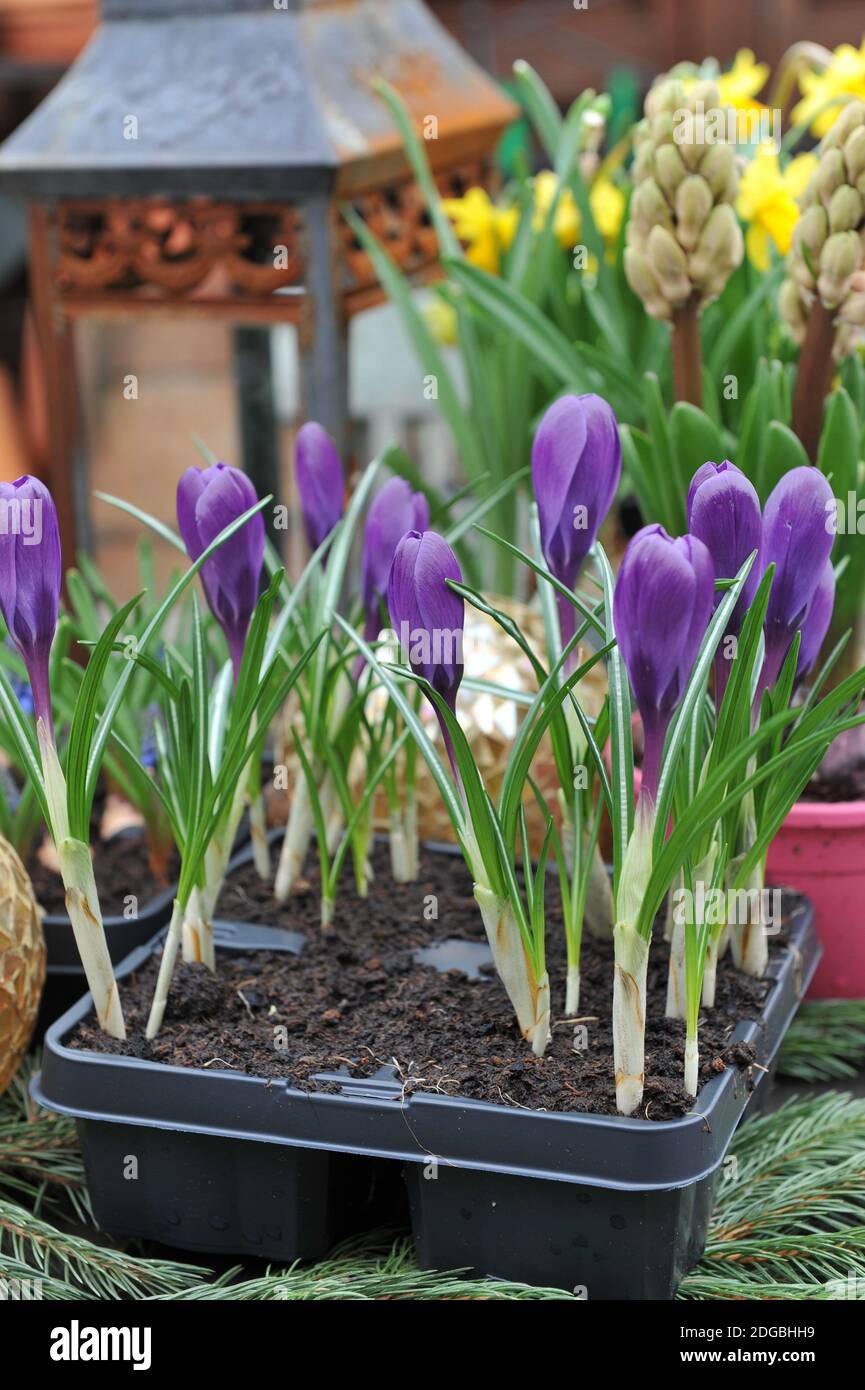 Decorazione primaverile e un tavolo da giardino. Violetto scuro Crocus vernus Flower Record, narcisi (Narciso) Tete-a-Tete e giacinto (Giacinthus) Foto Stock