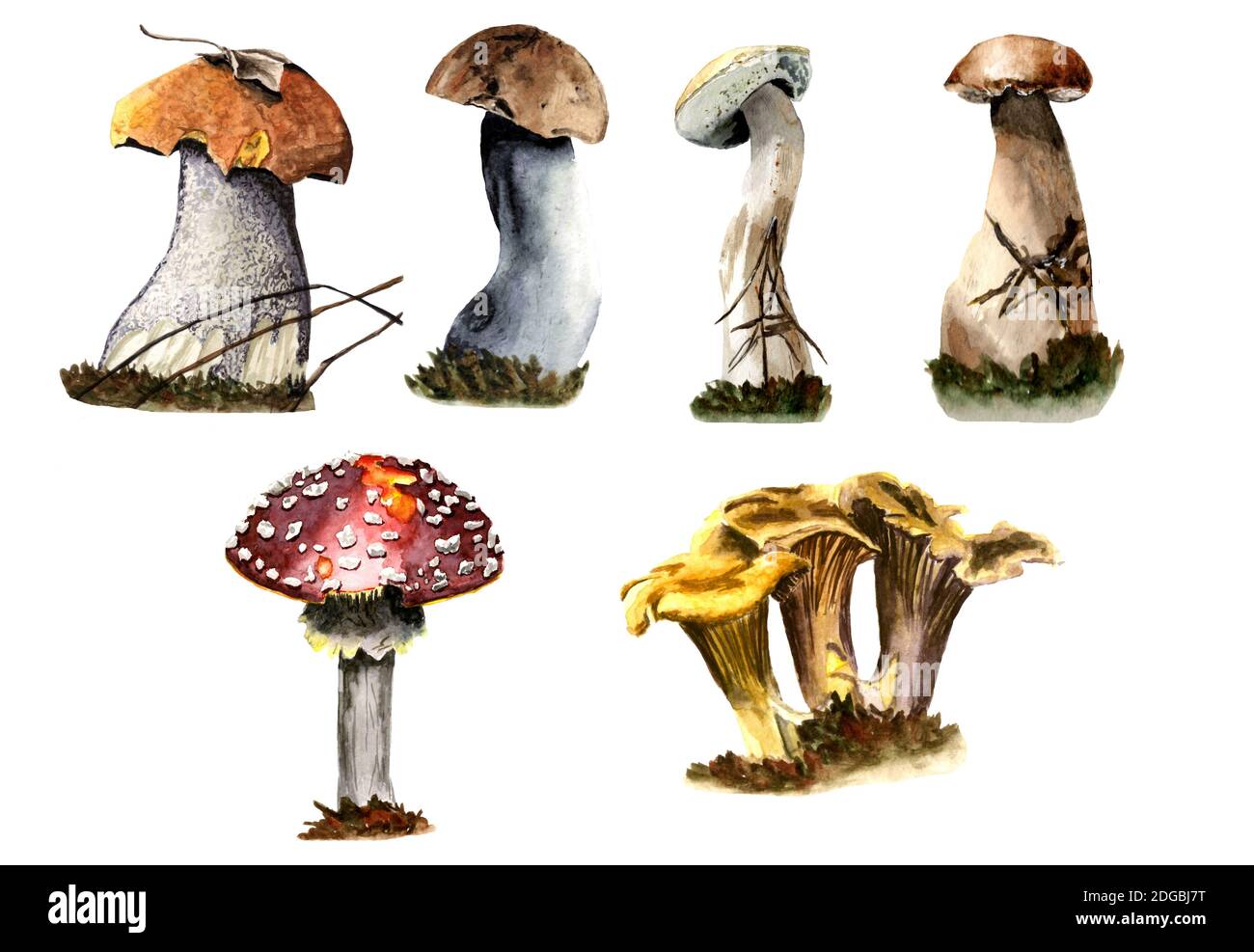 set di funghi diversi su sfondo trasparente Foto Stock