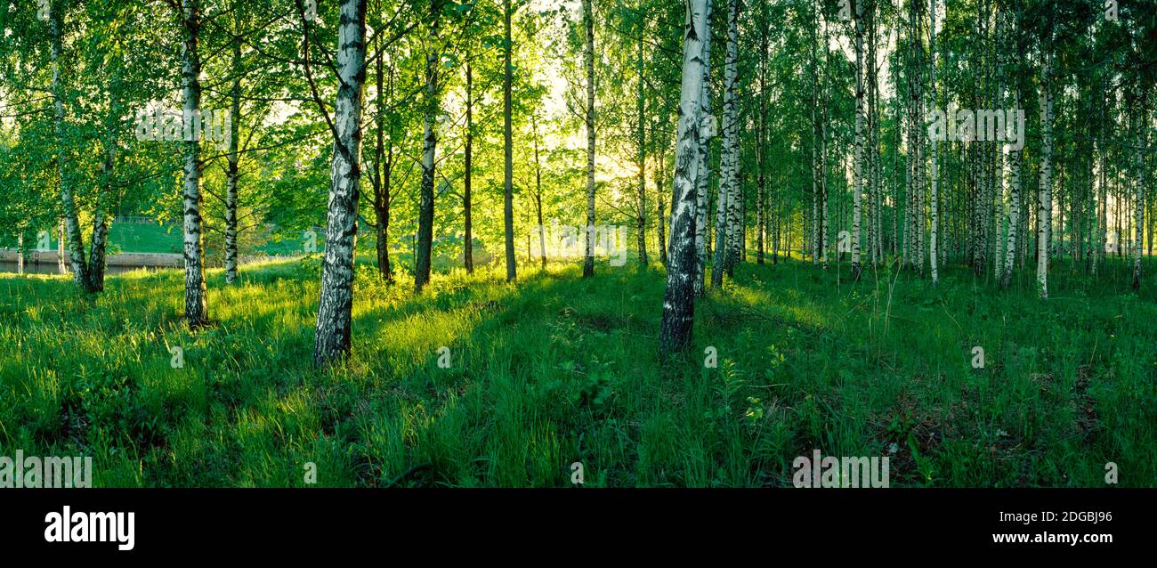 Alberi di betulla sul canale di Saimaa, Lappeenranta, Finlandia Foto Stock