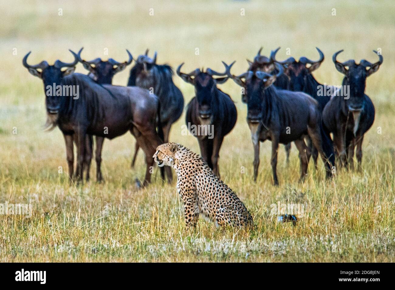 Ghepardo (Achinonyx jubatus) con le salici azzurre (Connochaetes taurinus) sullo sfondo, Tanzania Foto Stock