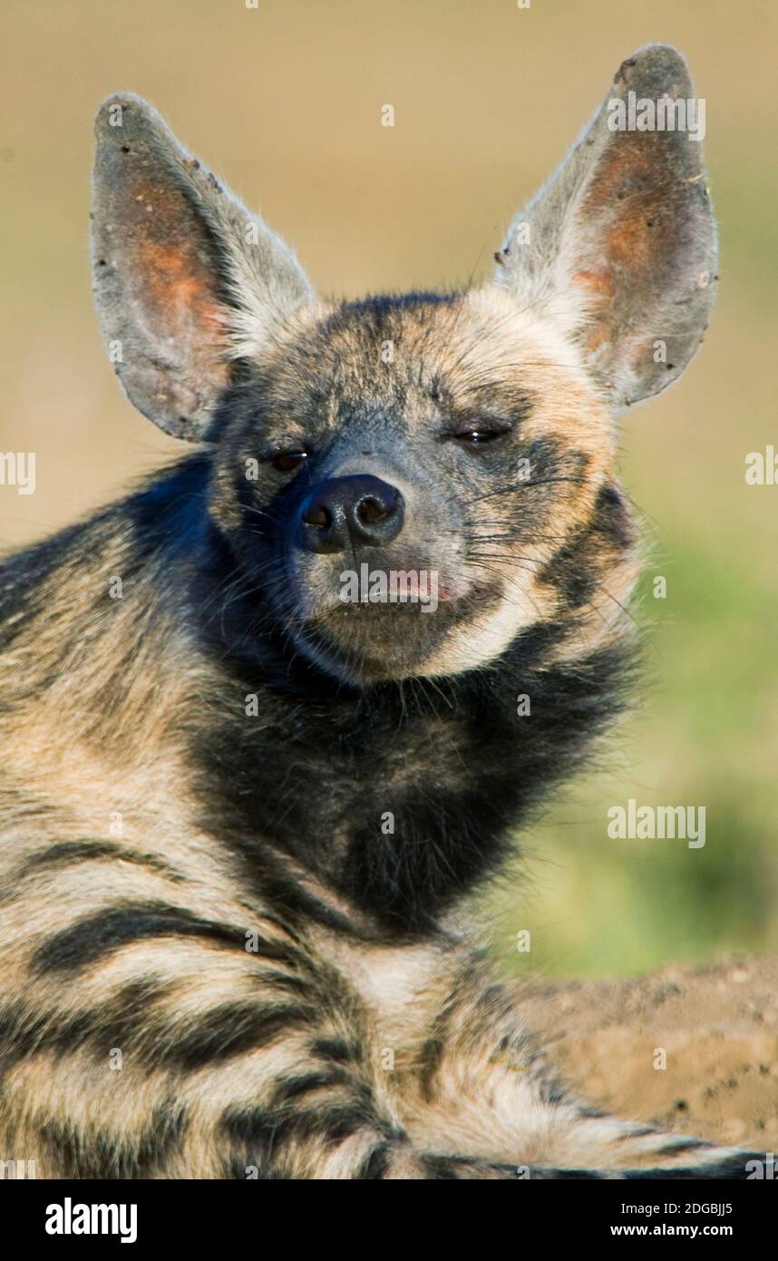 Primo piano di Striped hyena (Hyena hyena), Ndutu, Ngorongoro Conservation Area, Tanzania Foto Stock