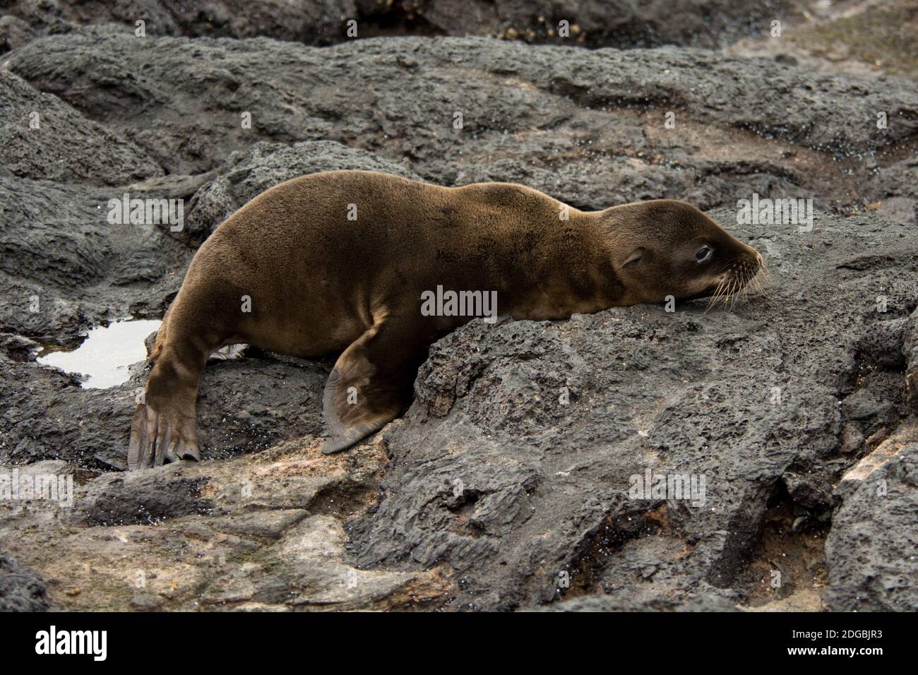 Galápagos foca foca bambino sulle rocce laviche di Puerto Egas all'isola di Santiago nell'arcipelago delle Galapagos. Foto Stock