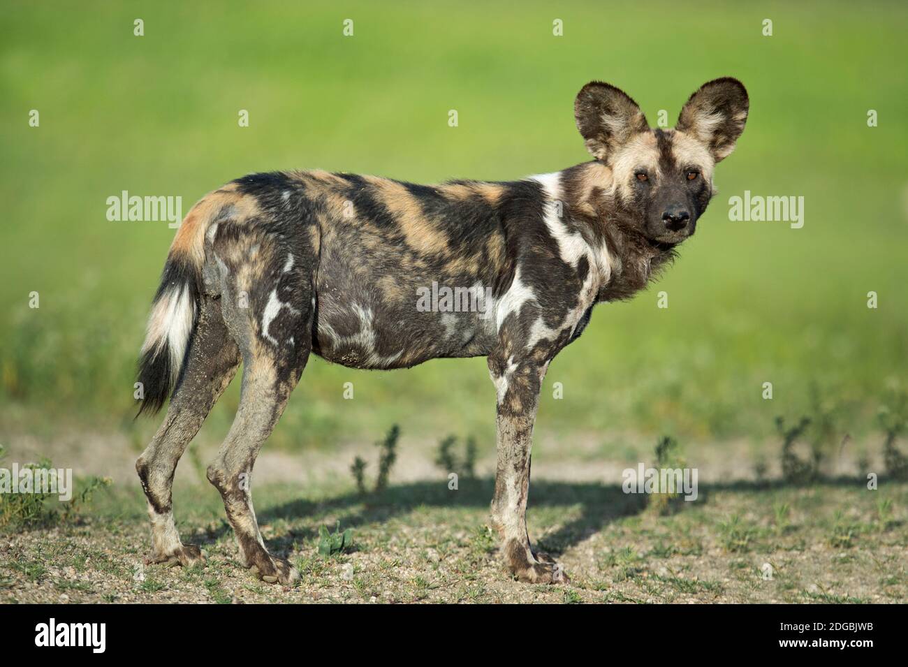 Ritratto di cane selvatico africano (Lycaon pictus) in piedi nella foresta, Tanzania Foto Stock