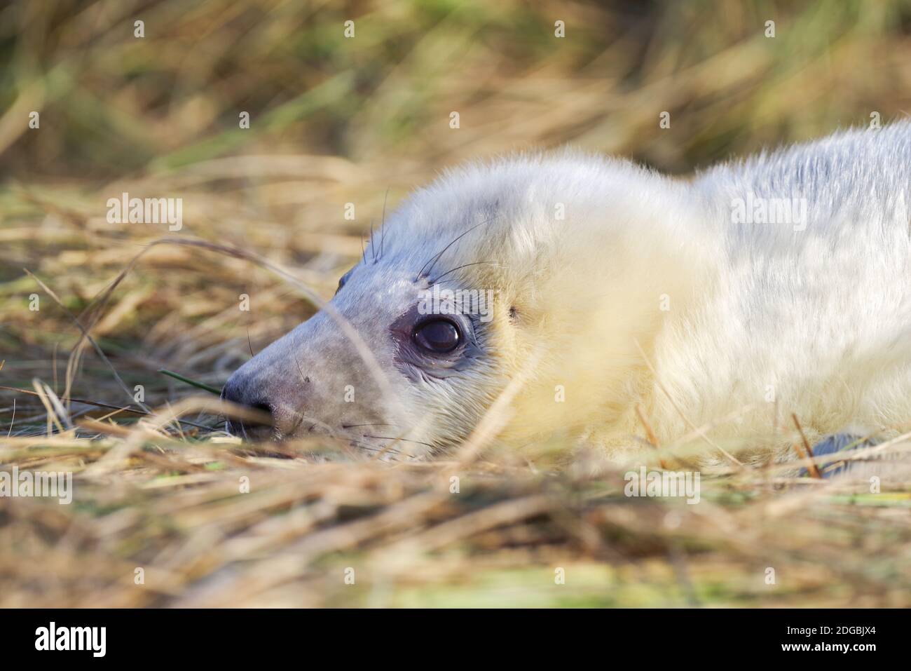 Foca neonato a Horsey Beach a Norfolk, Regno Unito Foto Stock