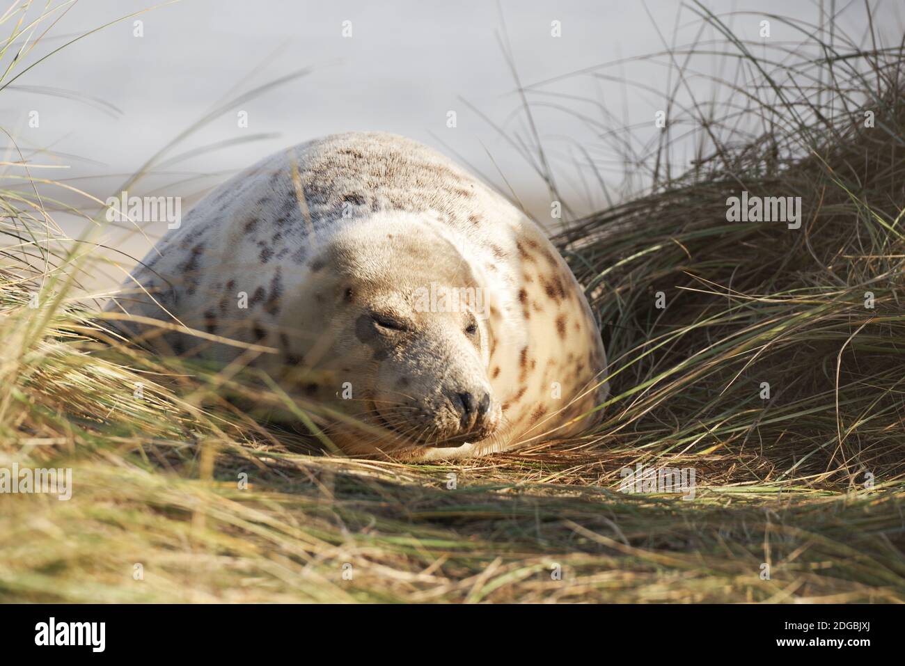 Foca grigia femminile che guarda fuori per il suo cucito neonato - Horsey Beach, Norfolk, UK Foto Stock