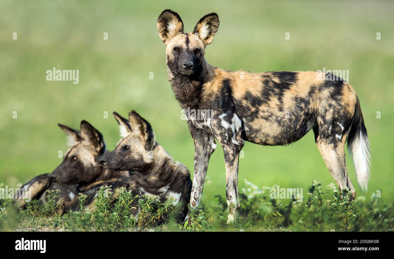 African cani selvatici (Lycaon pictus) nella foresta, Tanzania Foto Stock