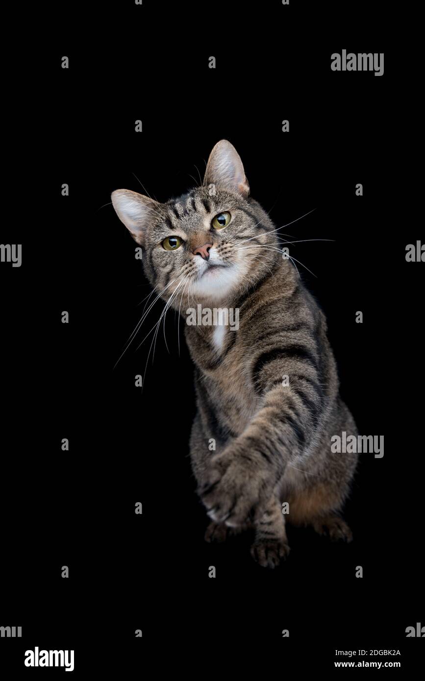 Tabby shorthair gatto nero su sfondo per studio Foto Stock