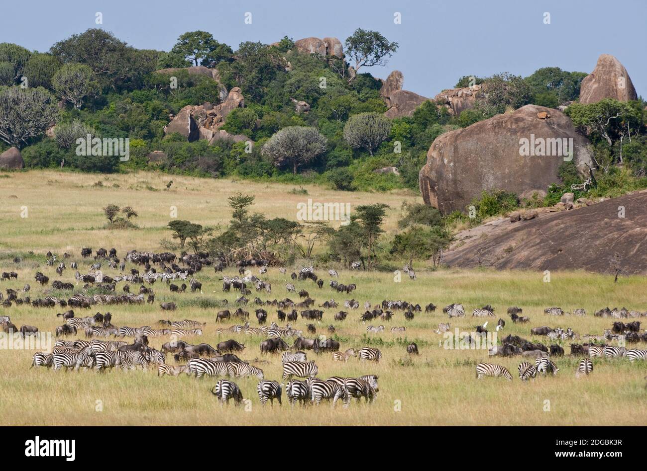 Zebre e Wildebeests (Connochaetes taurinus) durante la migrazione, Parco Nazionale Serengeti, Tanzania Foto Stock