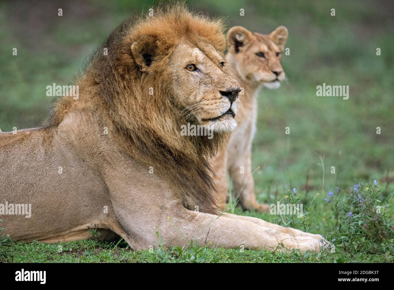 Leone africano (Panthera leo) con il suo cucciolo, Ndutu, Ngorongoro Conservation Area, Tanzania Foto Stock