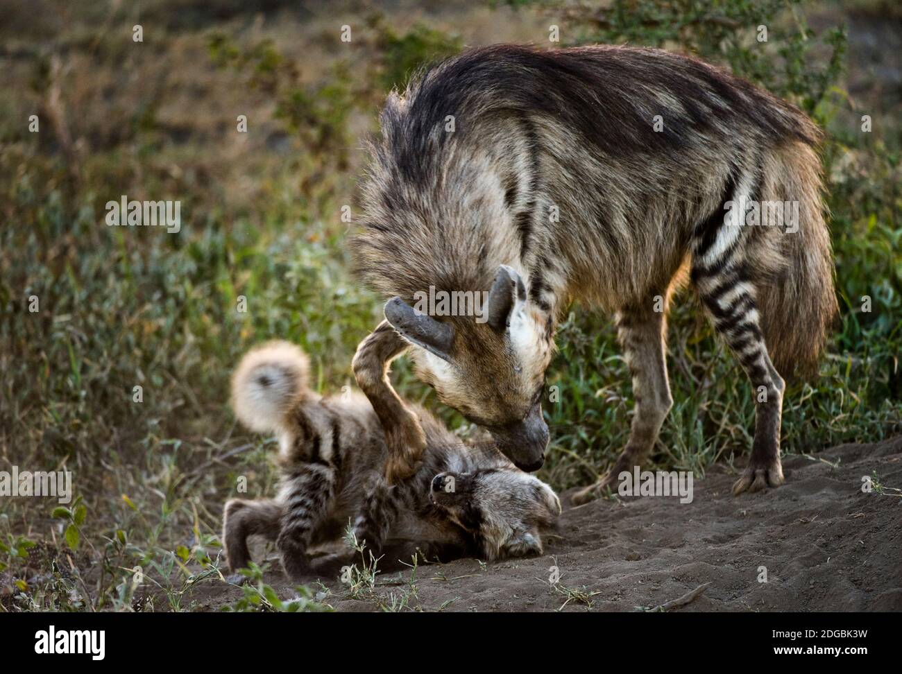 Hyena a strisce (Hyena hyena) con il suo cucciolo, Ndutu, Ngorongoro conservazione Area, Tanzania Foto Stock