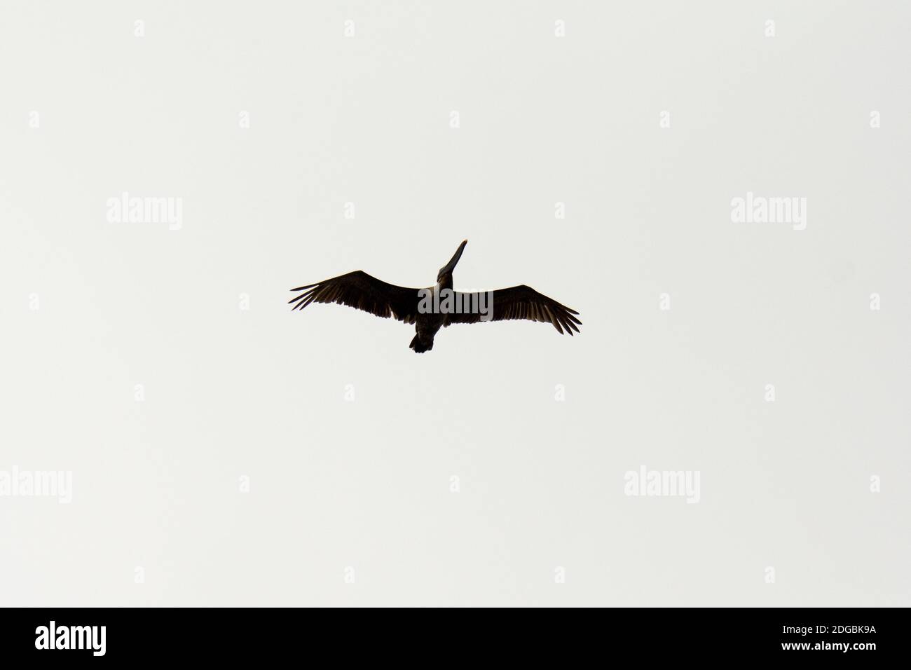Pellicano bruno che vola a Puerto Egas all'isola di Santiago nell'arcipelago delle Galapagos. Foto Stock