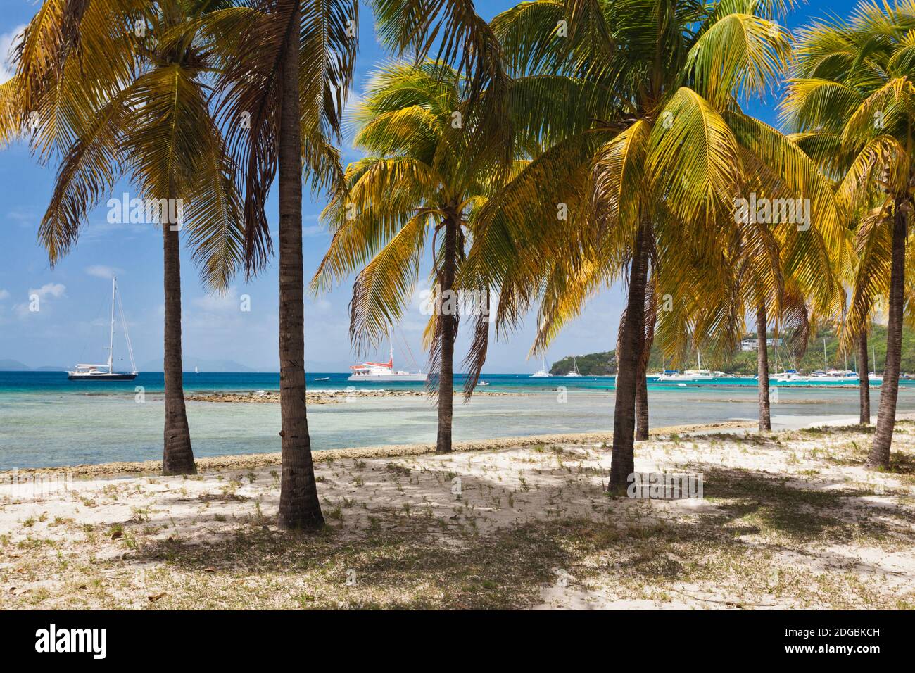 Palme sulla spiaggia, Britannia Bay, Mustique, Saint Vincent e Grenadine Foto Stock