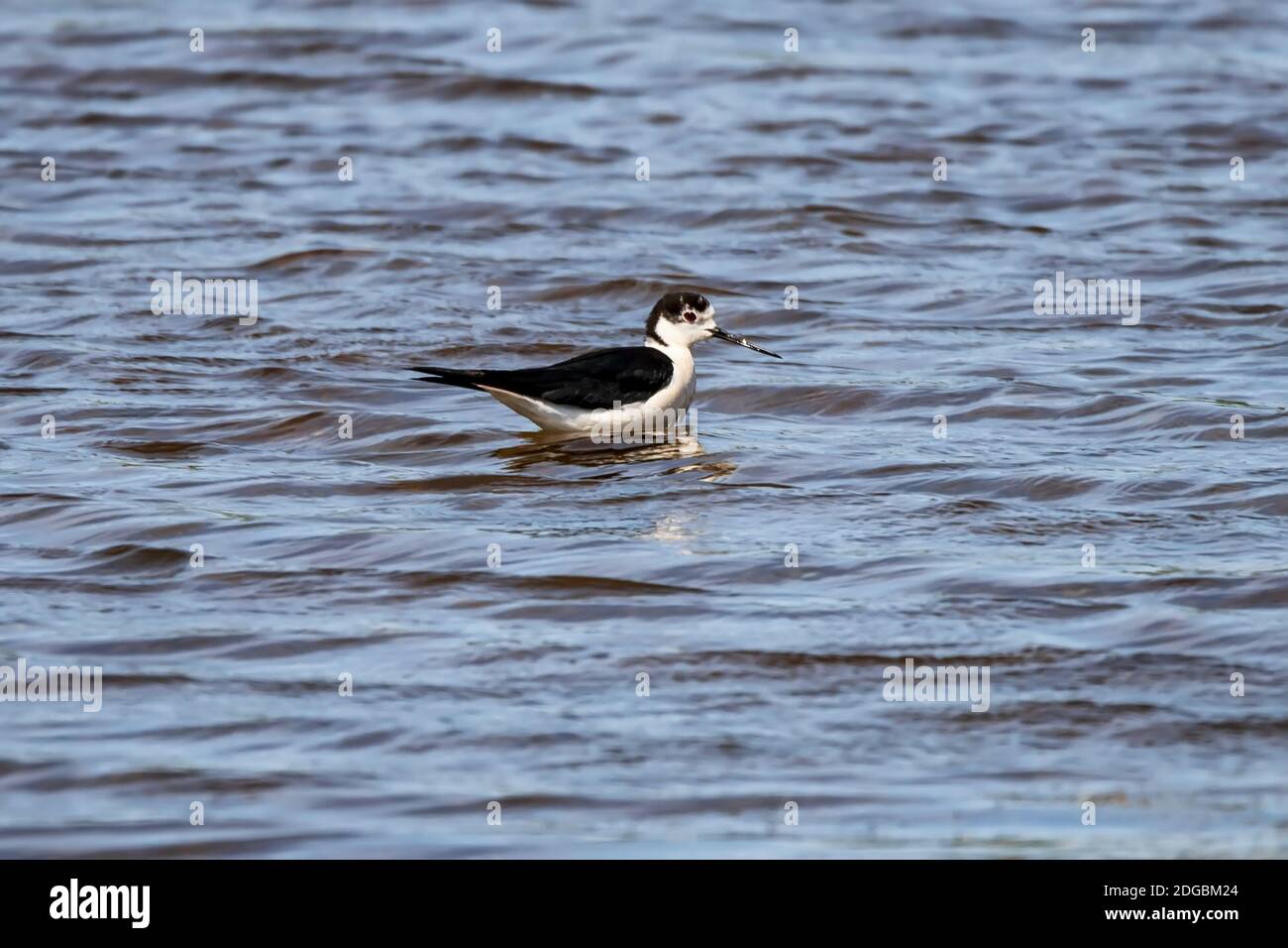 Una piccola steppa Sandpiper con gambe rosse cammina su un piccolo stagno Foto Stock