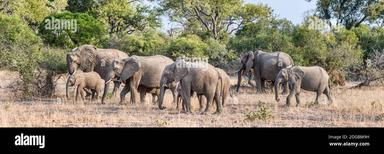 Elefanti africani (Loxodonta africana) alla ricerca di acqua in una foresta, Mala Mala Game Reserve, Sudafrica Foto Stock