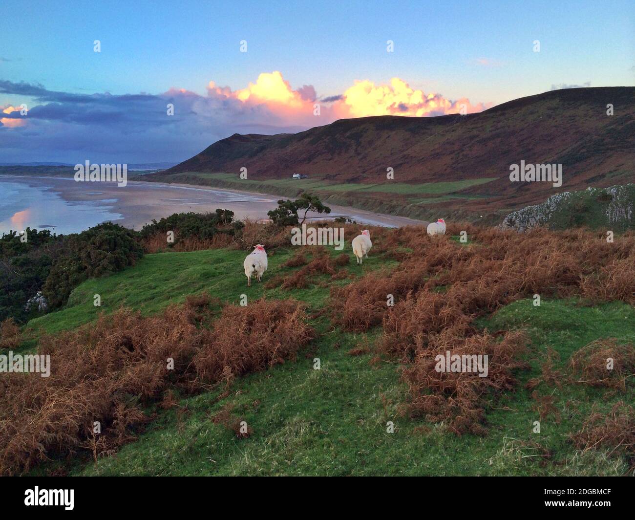 Pecore che pascolano su una scogliera, Rhossili Bay, Gower Peninsula, Galles, Regno Unito Foto Stock