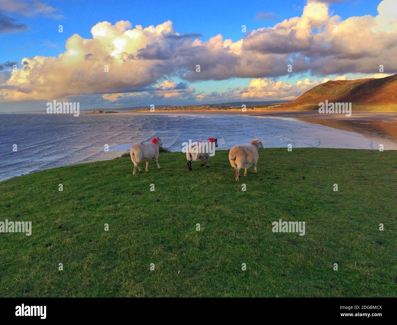 Tre pecore che pascolano su una scogliera costiera, Rhossili Bay, Gower Peninsula, Galles, Regno Unito Foto Stock