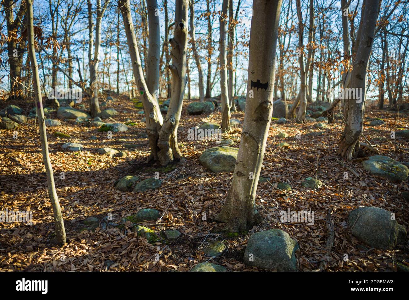 Dogtown Trees, Gloucester, Cape Ann, Essex County, Massachusetts, Stati Uniti Foto Stock